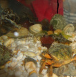 Notre crabe vert ou « enragé »